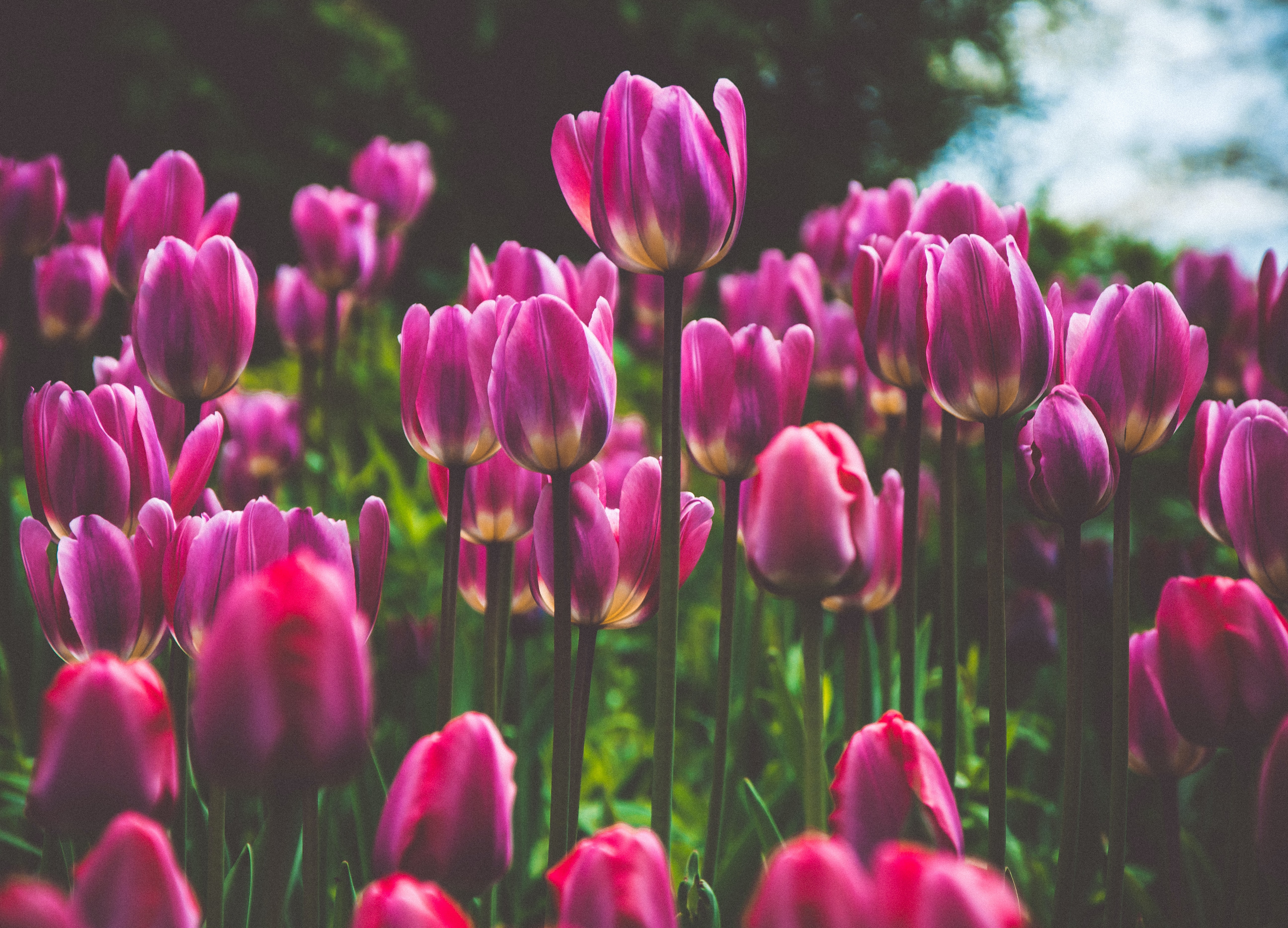 ベストカップルナビ